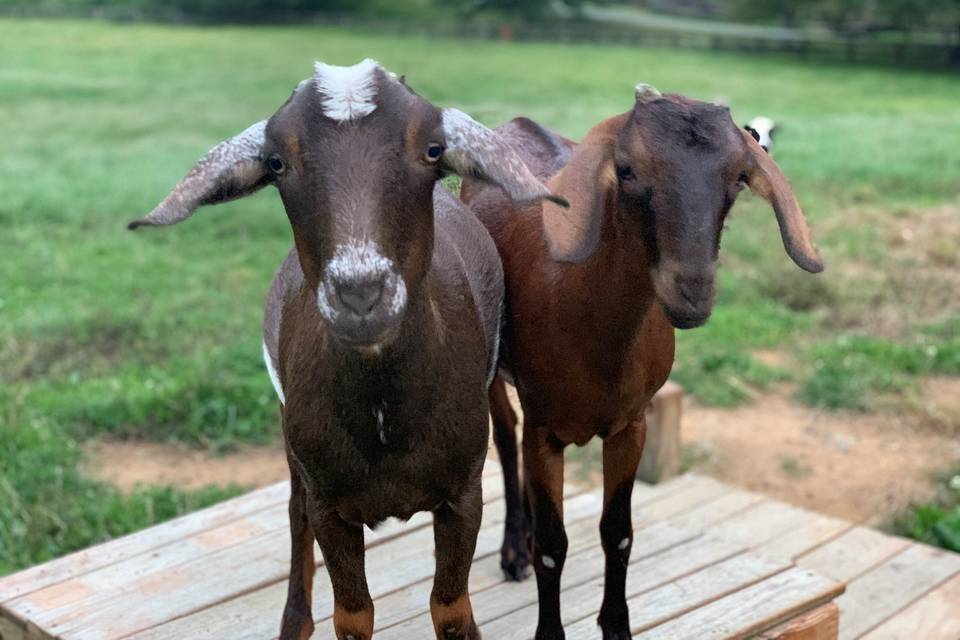 Anglo-Nubian Goats