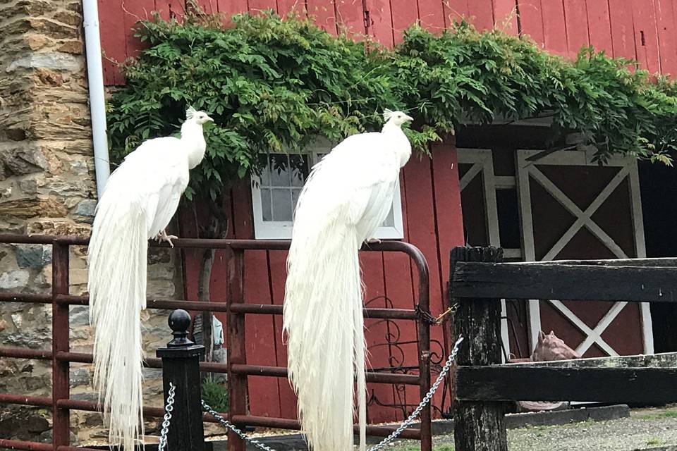 Albino peacocks