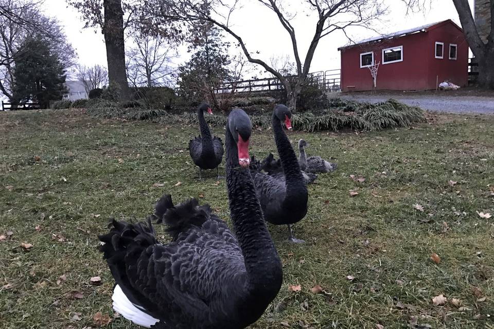 Black Australian swans