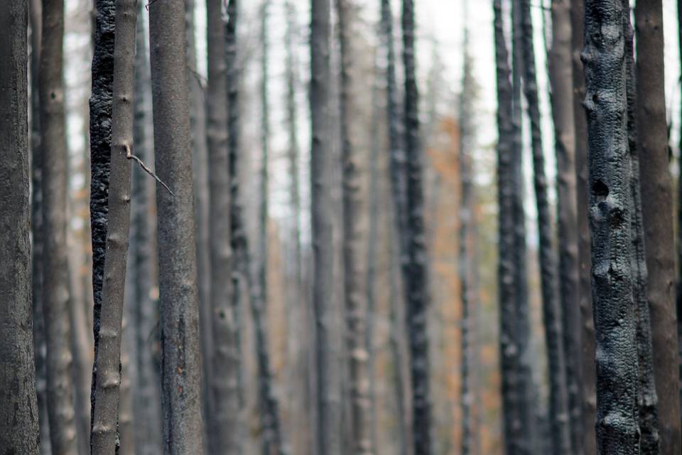 Burnt forest stroll