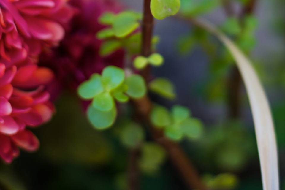 Silva Studios Photography