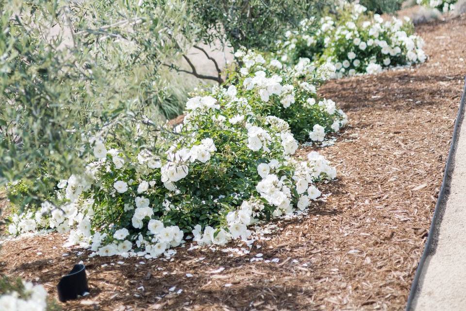 Carter Valley Ranch Wedding