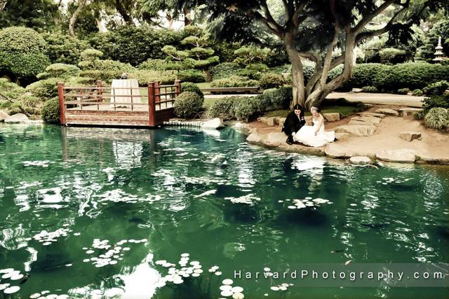 Koi fish pond