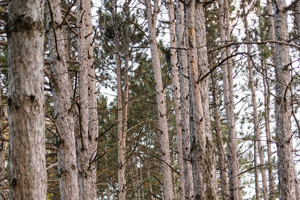 Kiss by the trees | Leah Fontaine Photography