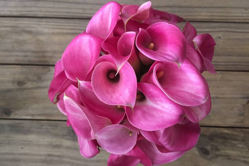 Pink blooms