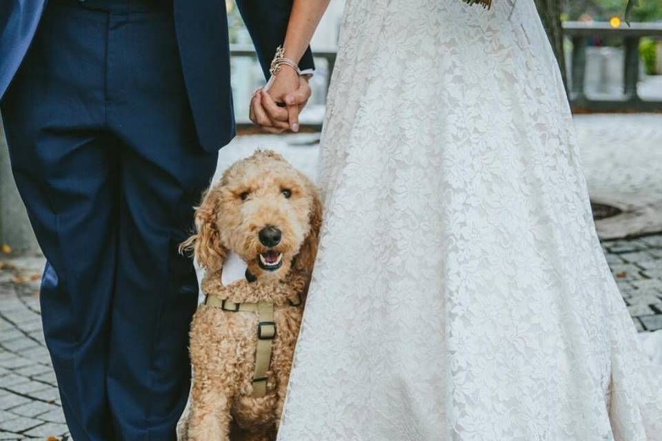 Dogs in weddings!