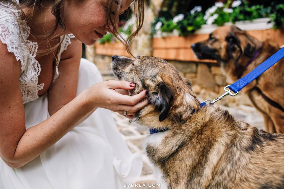 Wedding Dog