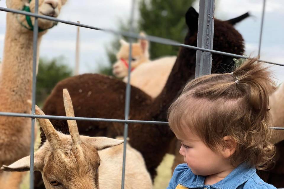 Petting Zoo