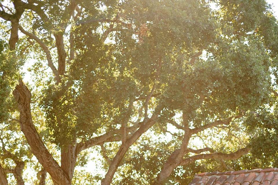 Big Sur Wedding